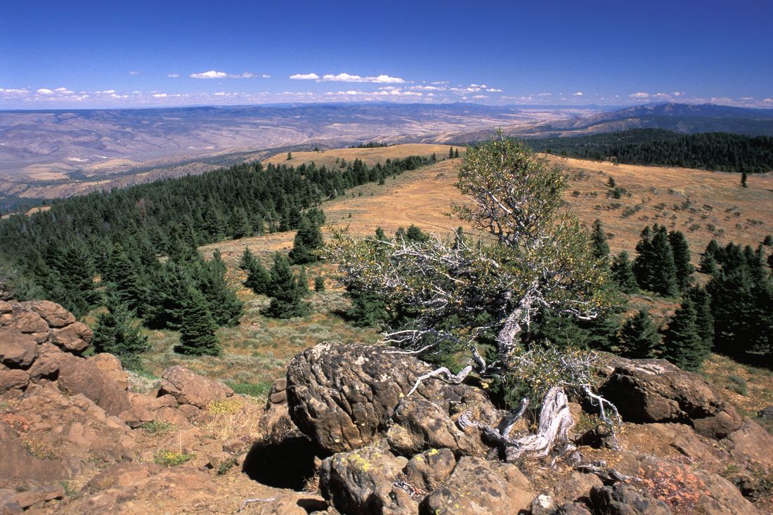 Aiding Oregon Reforestation