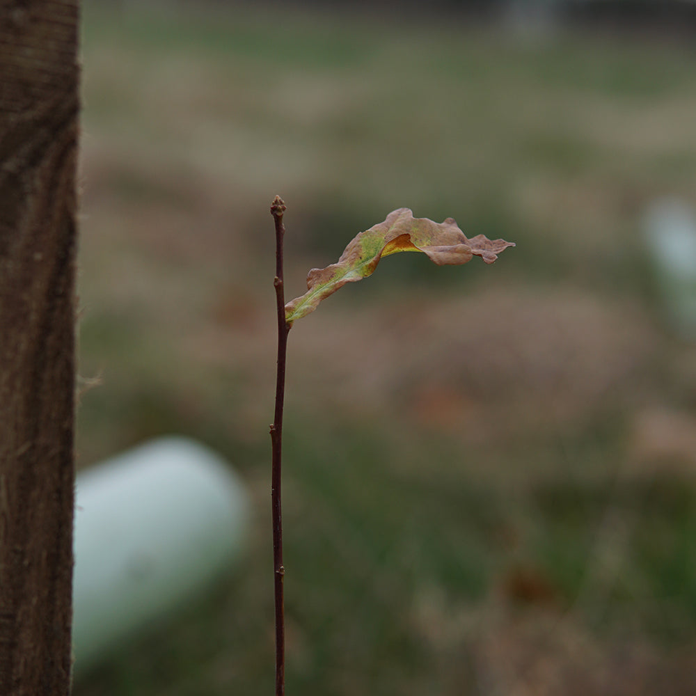 Power Of Nature: Continuing Our Tree Planting Pledge