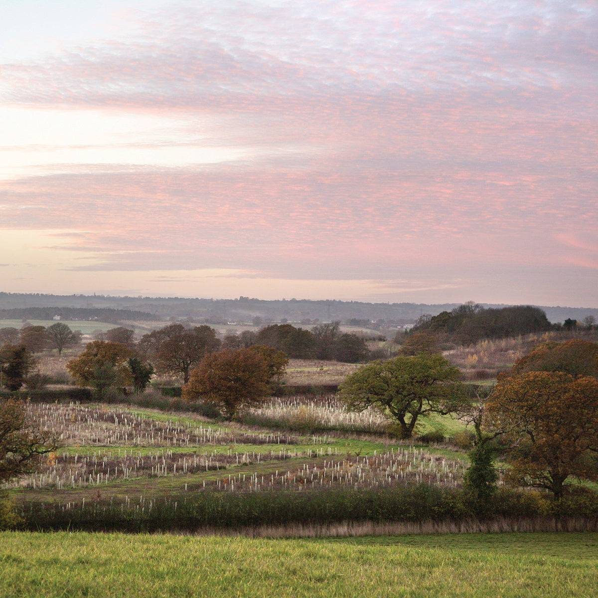 Tala’s Environmental Impact – Funding the Planting of Over 130,000 Trees for Reforestation