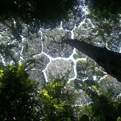 Nature-inspired biophilic design in Tala products, blending organic forms with functional lighting.